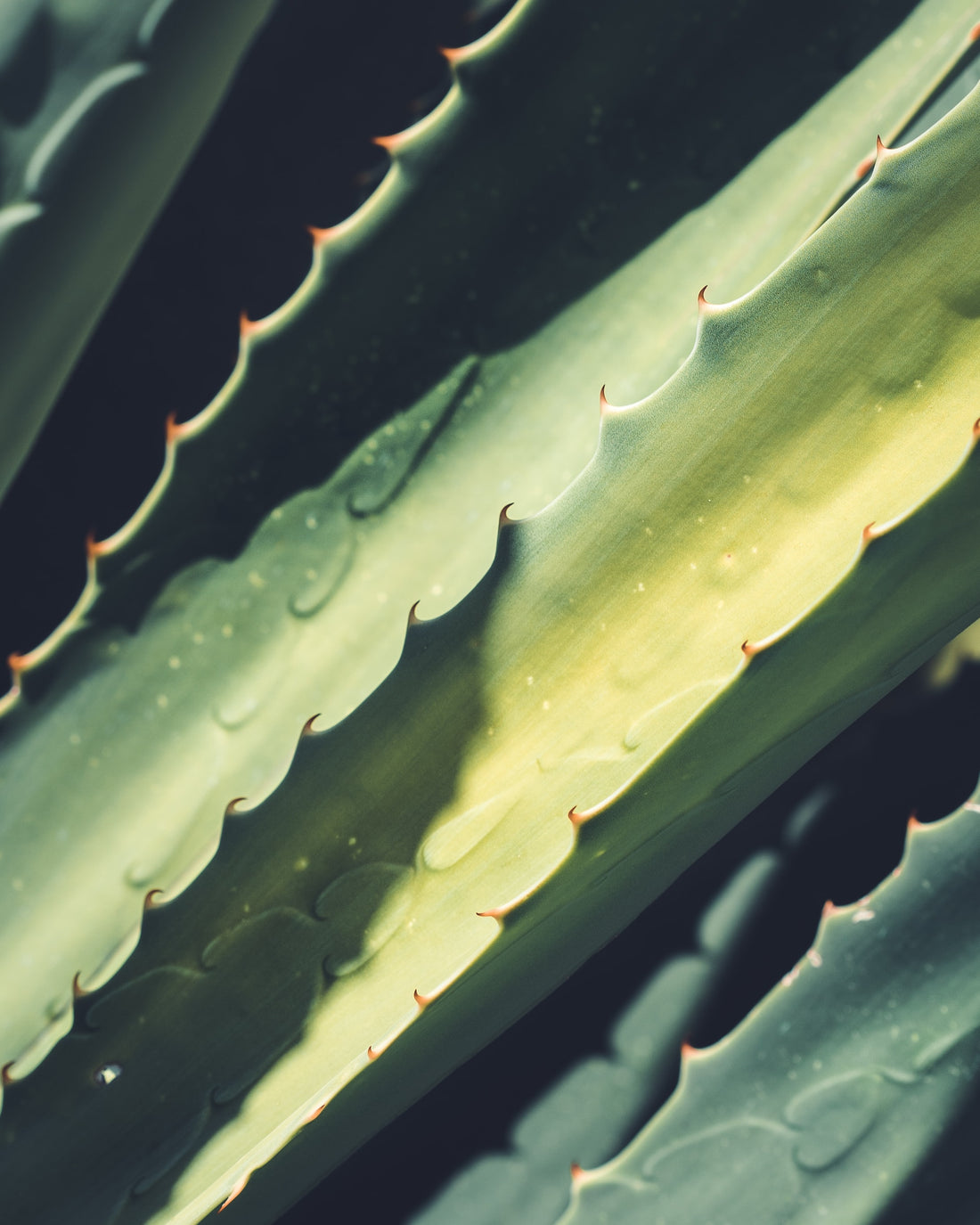 5 Top Aloe Vera Skin Benefits